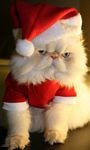 pic for Santa Cat Beautiful 